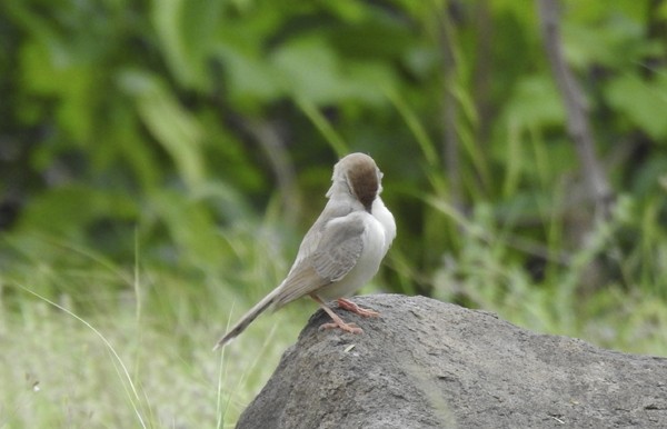 Prinia à front roux - ML641736498