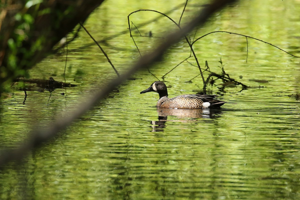 Blue-winged Teal - ML641736502