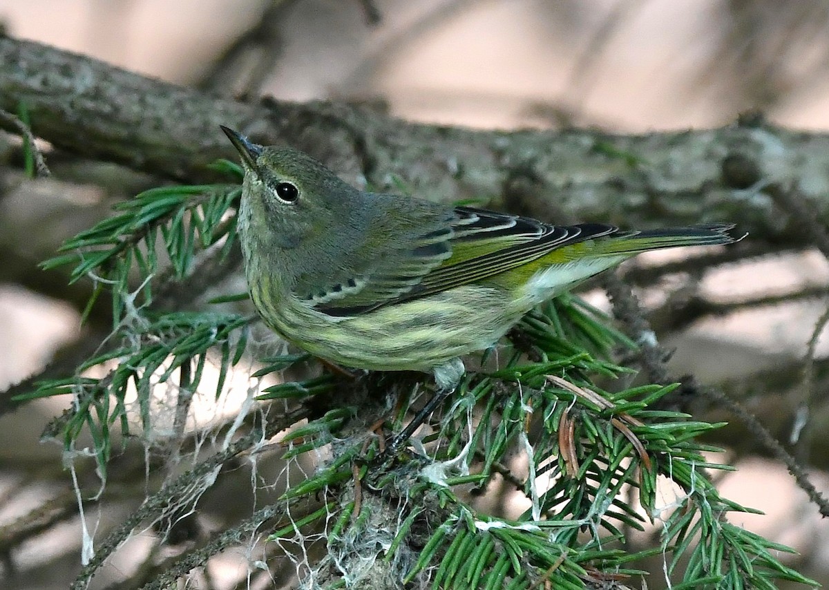 Cape May Warbler - Steven C