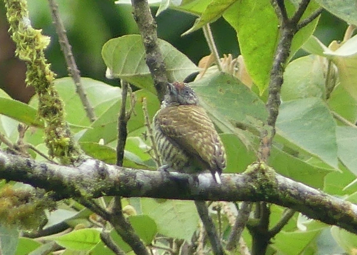 Lafresnaye's Piculet - ML641736520