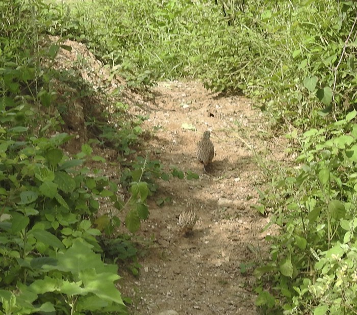 Barred Buttonquail - ML641736524
