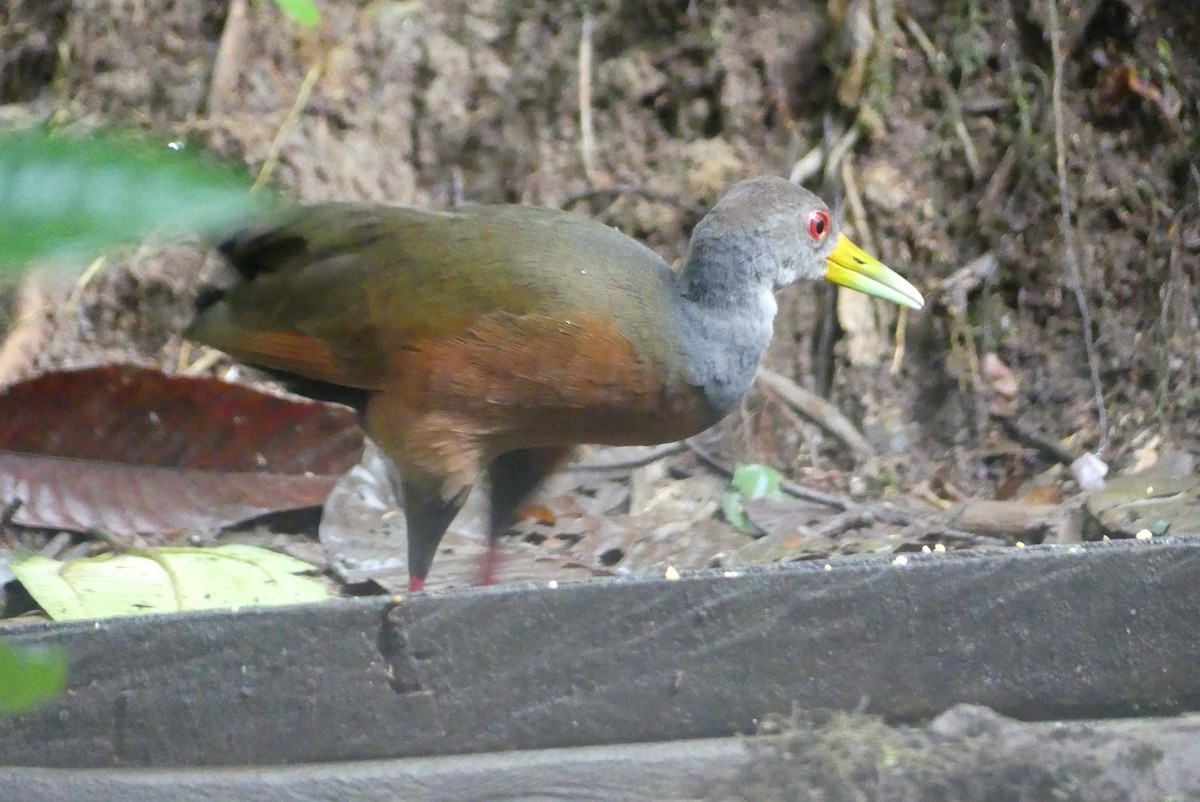 Gray-cowled Wood-Rail - ML641736525