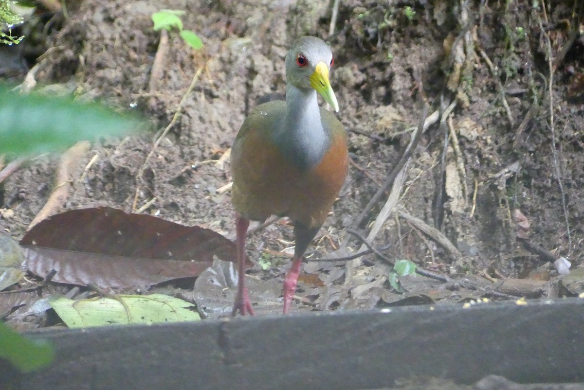 Gray-cowled Wood-Rail - ML641736527