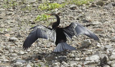 Oriental Darter - ML641736532