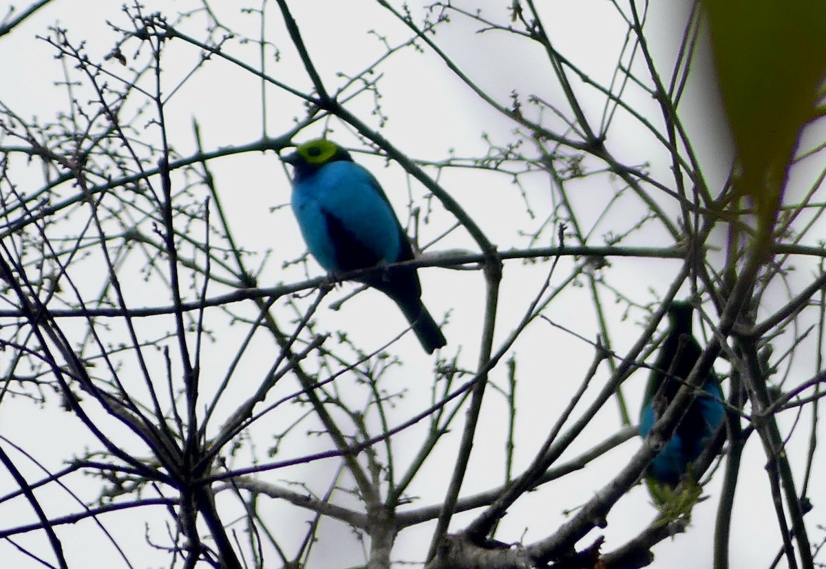 Paradise Tanager - ML641736533