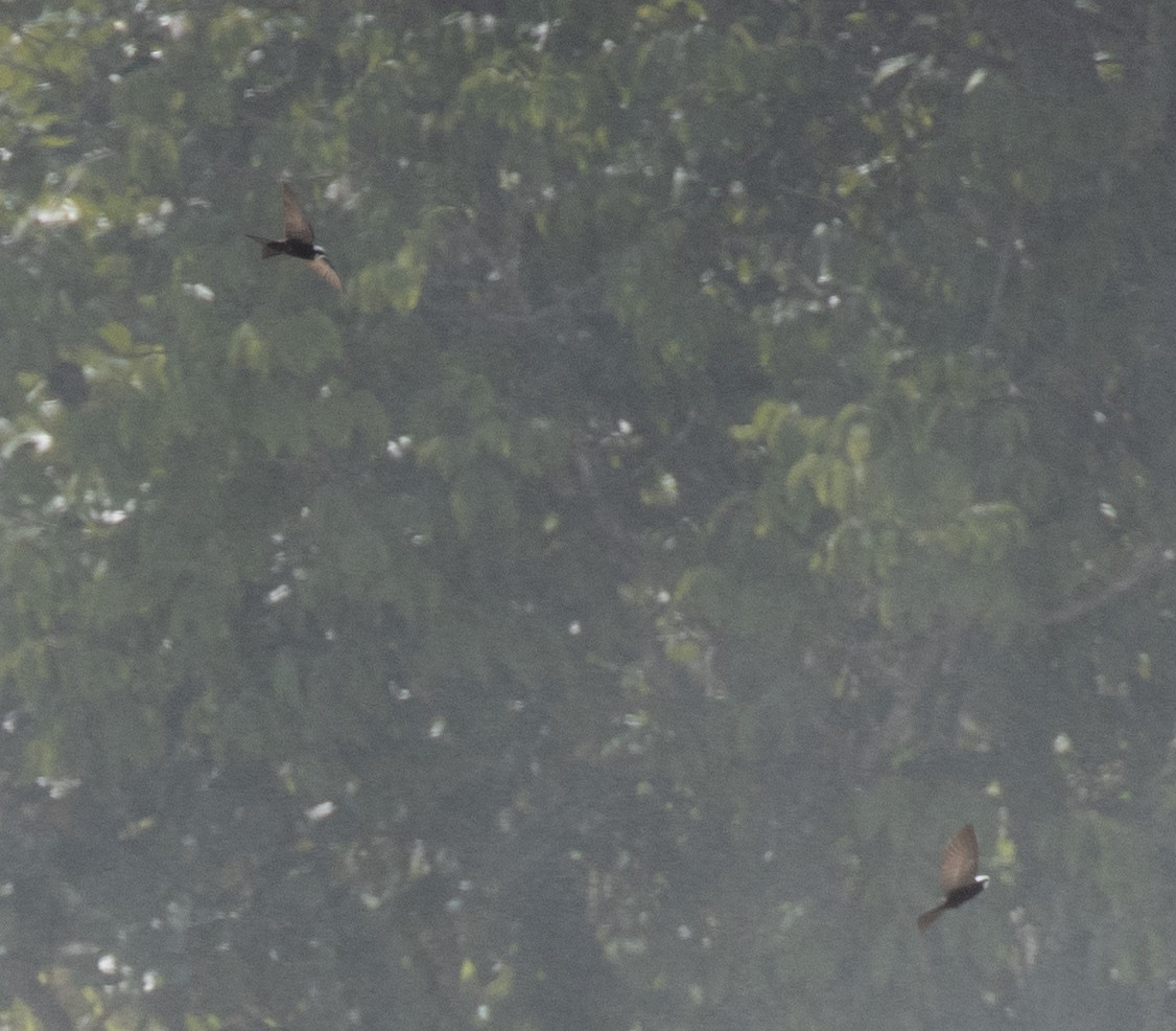 White-headed Sawwing (White-headed) - ML641736562