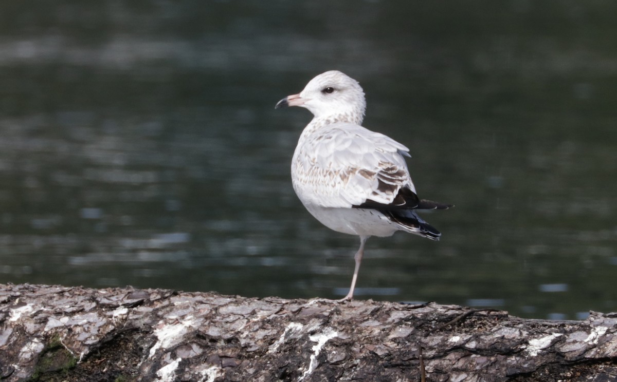 Ring-billed Gull - ML641736565