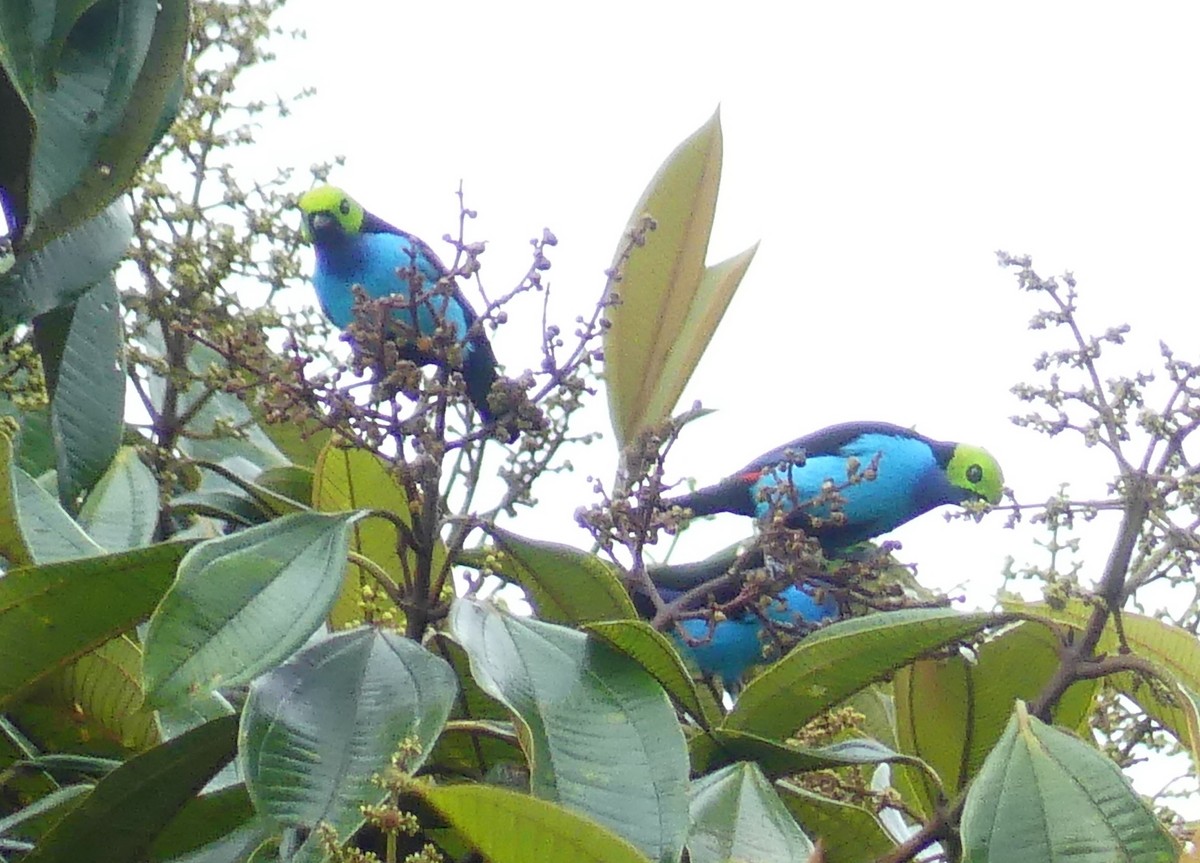 Paradise Tanager - ML641736576