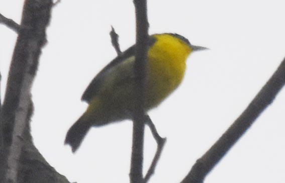 Common Iora - ML641736687