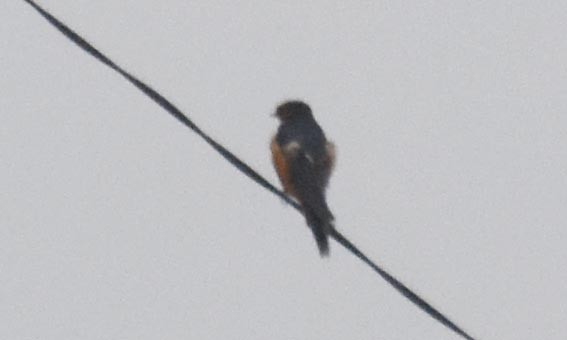 Sri Lanka Swallow - ML641736730