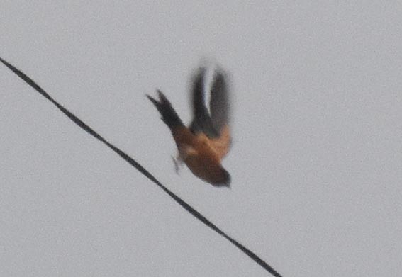 Sri Lanka Swallow - ML641736742