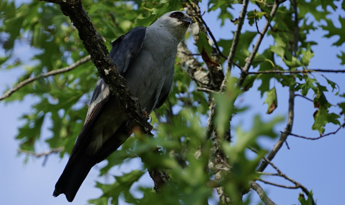 Mississippi Kite - ML641736771