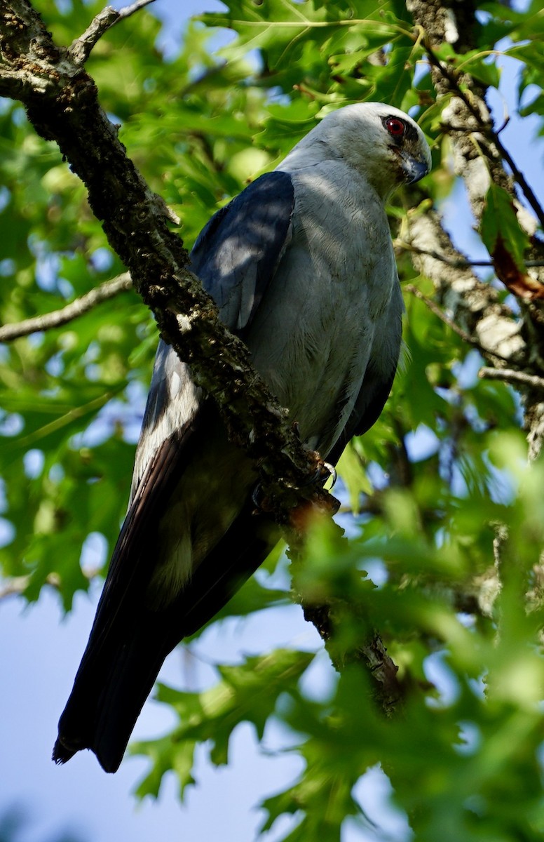 Mississippi Kite - ML641736772