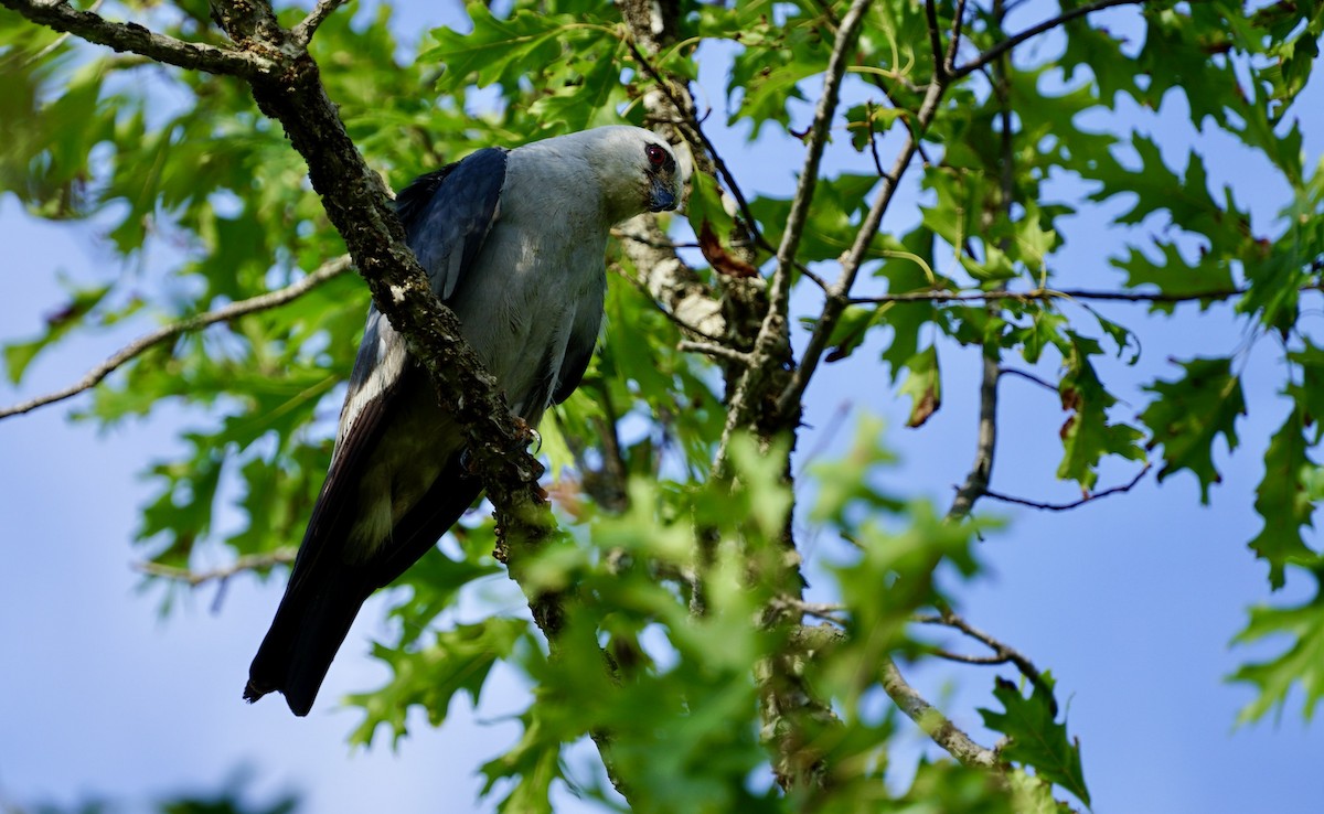 Mississippi Kite - ML641736773