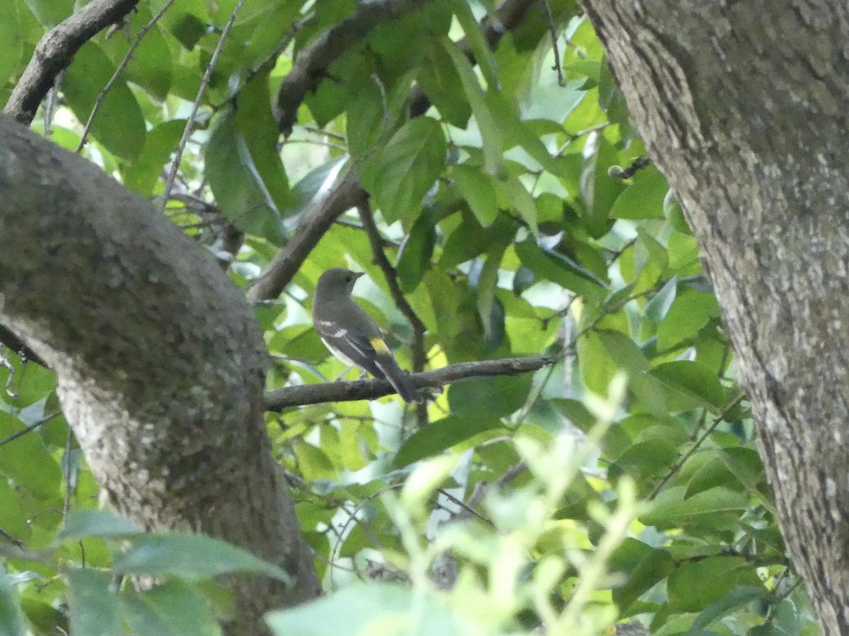 Yellow-rumped Flycatcher - ML641736814