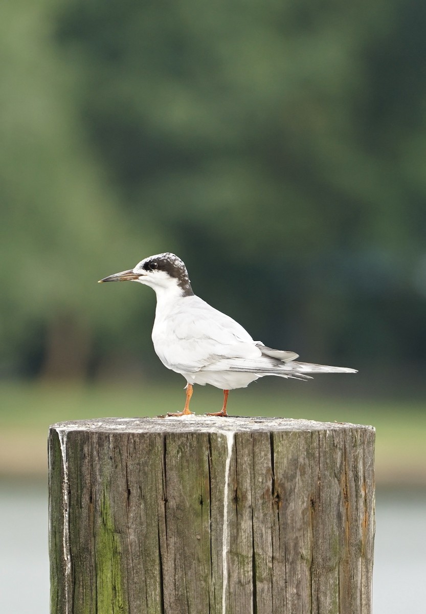 Forster's Tern - ML641736815
