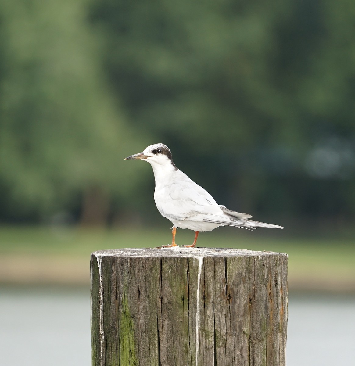 Forster's Tern - ML641736816