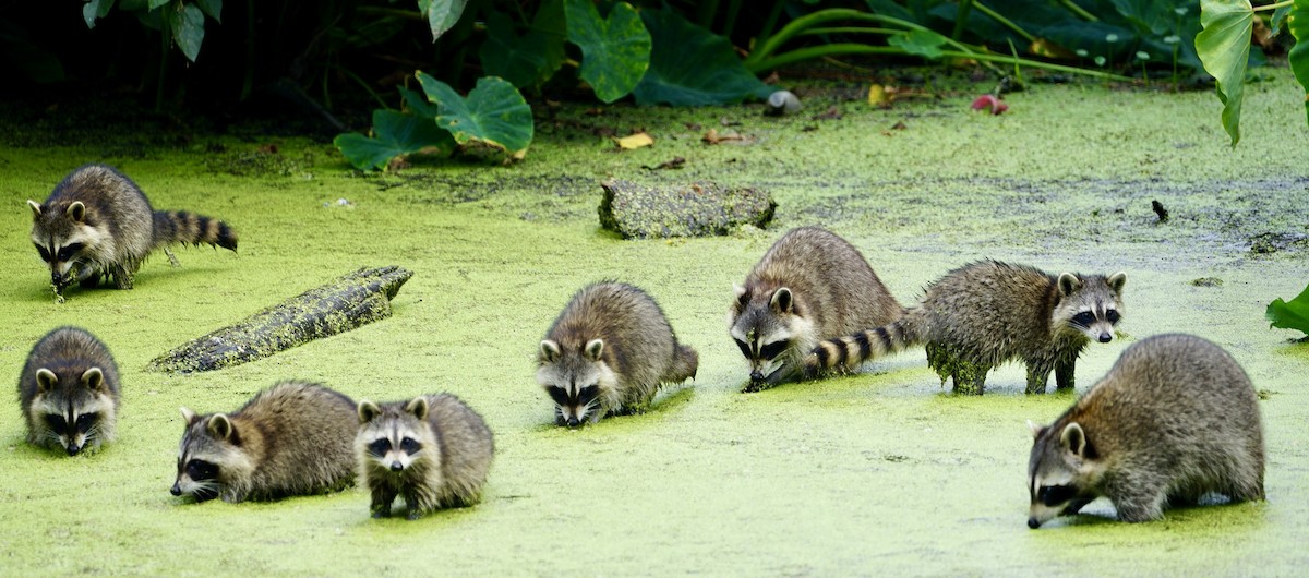 浣熊 - ML641736820