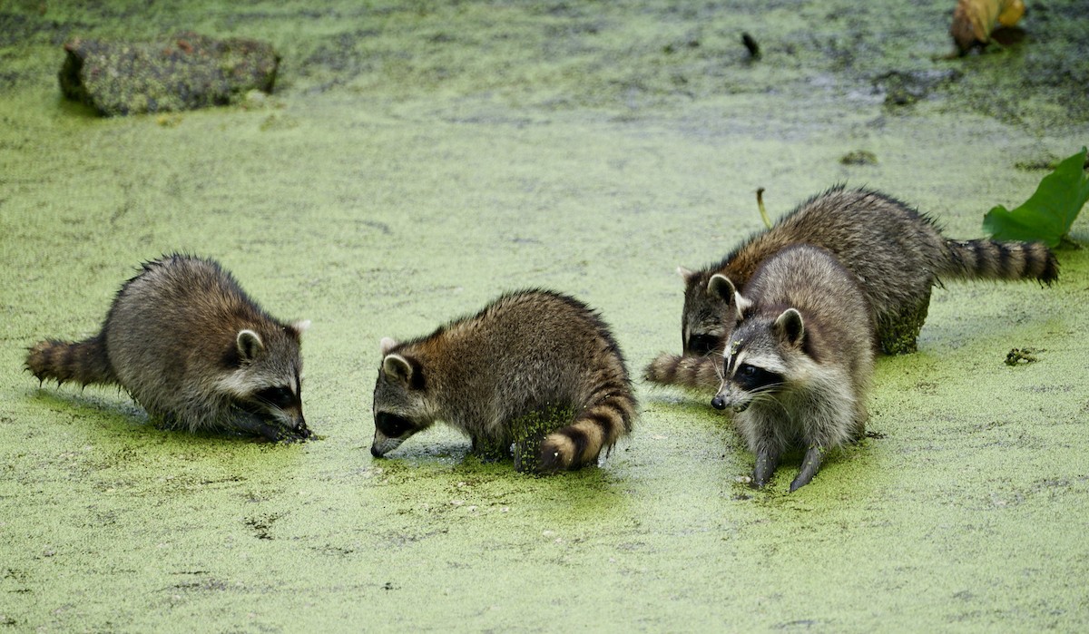 浣熊 - ML641736821