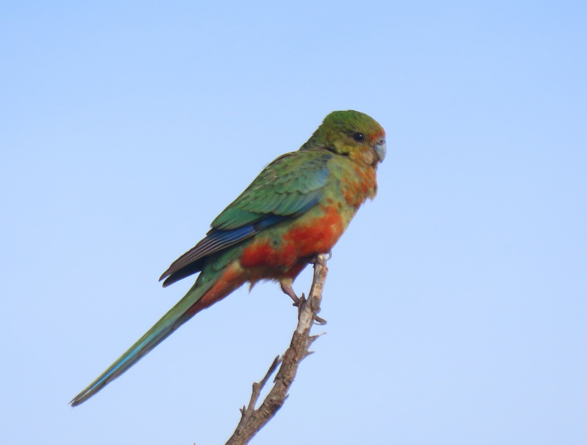 Western Rosella - ML641736829