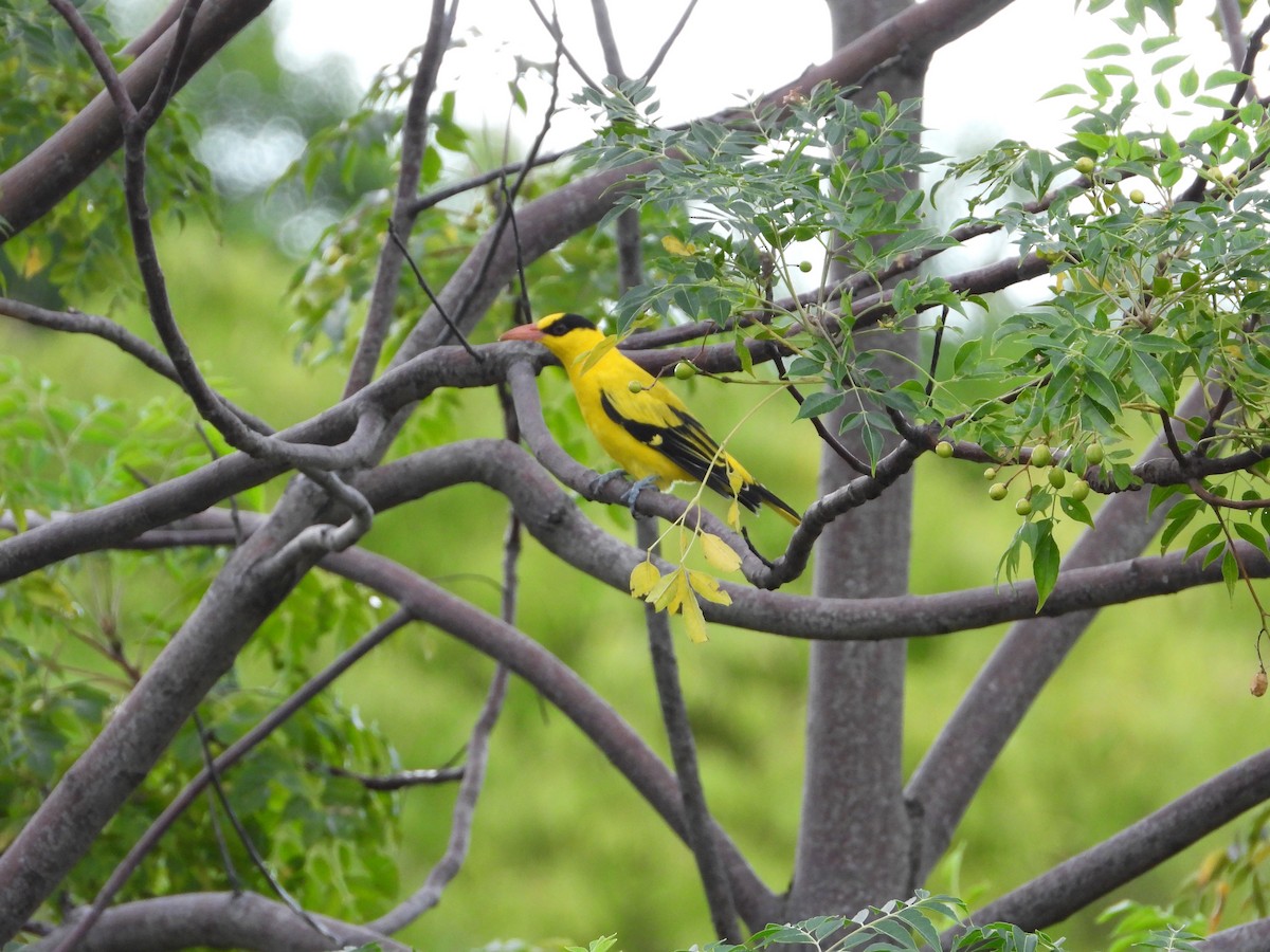 Black-naped Oriole - ML641736833