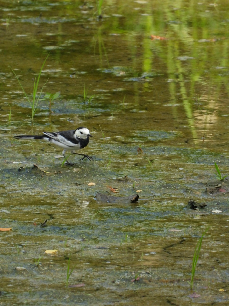 White Wagtail - ML641736842