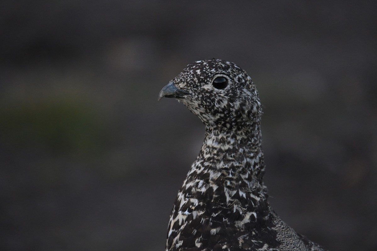 White-tailed Ptarmigan - ML641736847