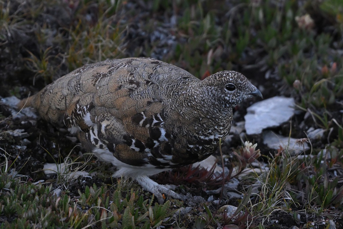White-tailed Ptarmigan - ML641736848
