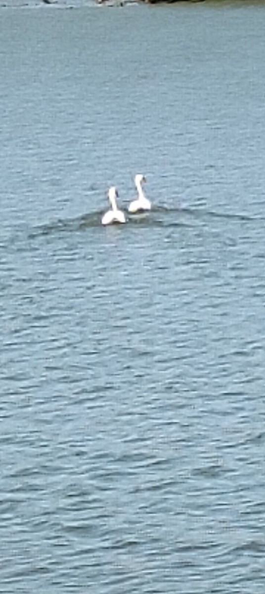 Mute Swan - ML641736862