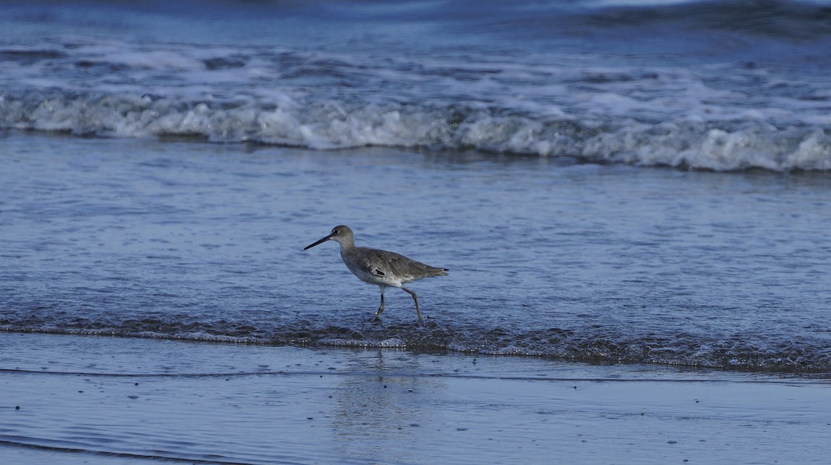 Willet - ML641736884