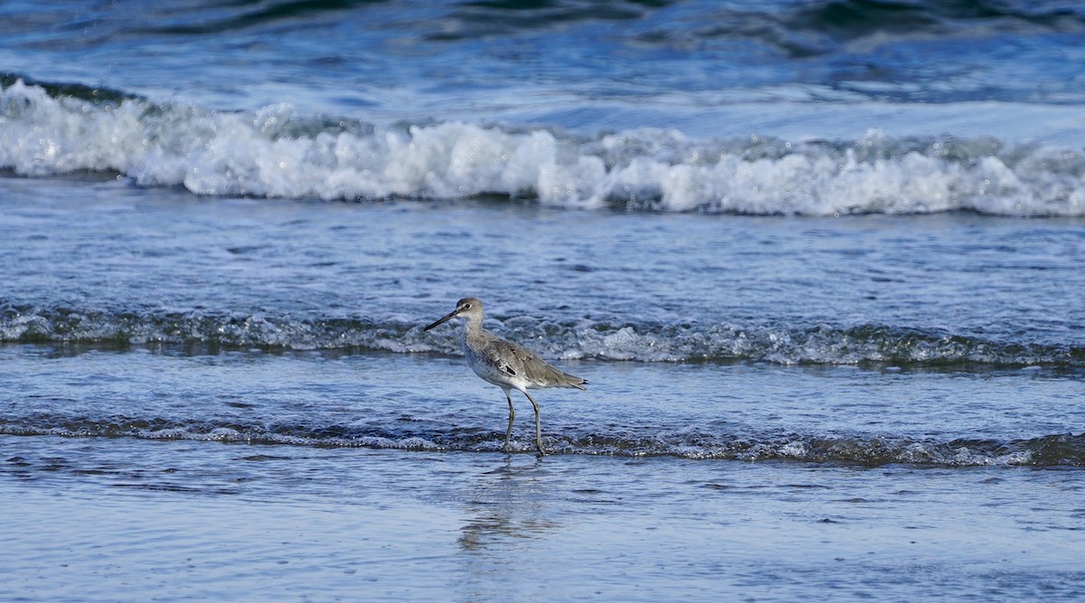 Willet - ML641736885