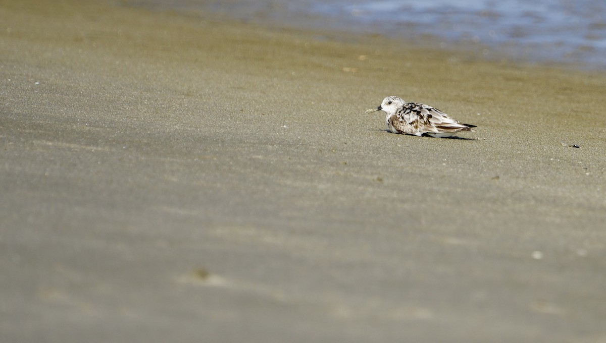 三趾濱鷸 - ML641736888