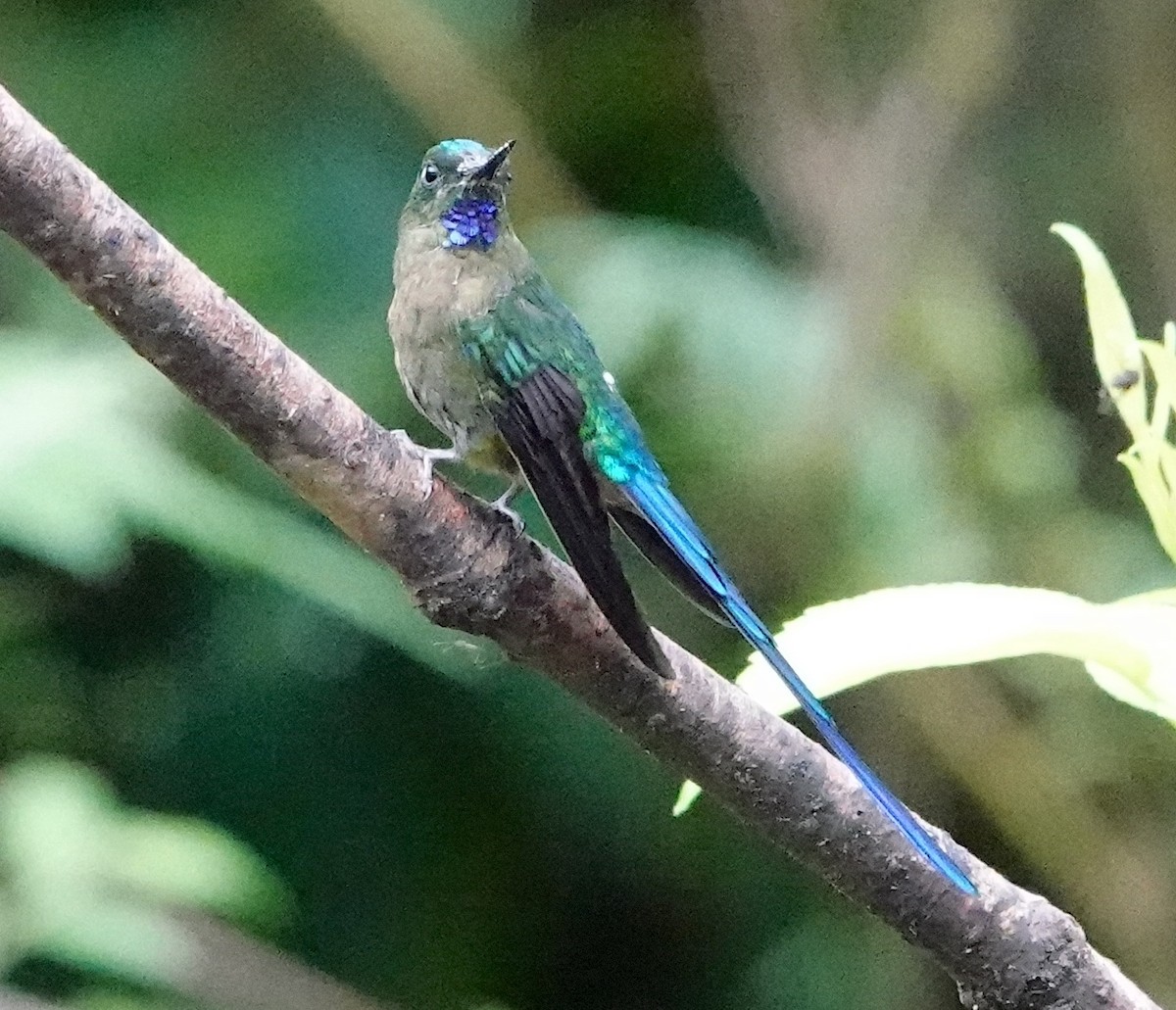 Violet-tailed Sylph - ML641736890