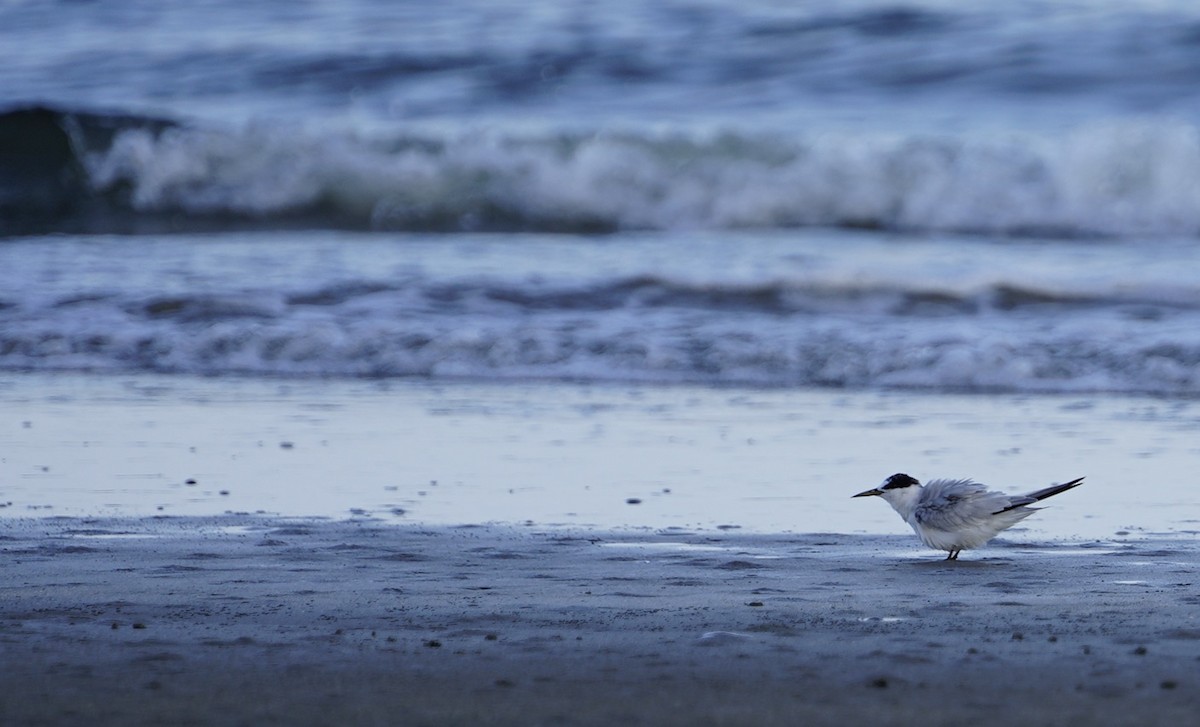 美洲小燕鷗 - ML641736891