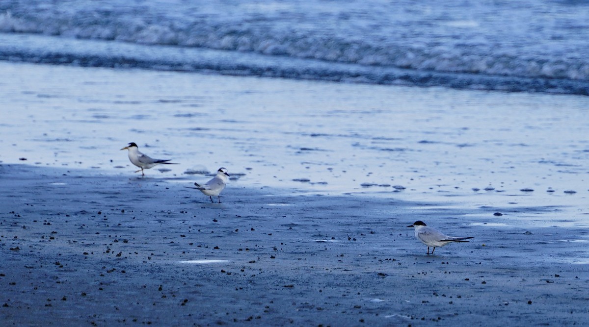 美洲小燕鷗 - ML641736892