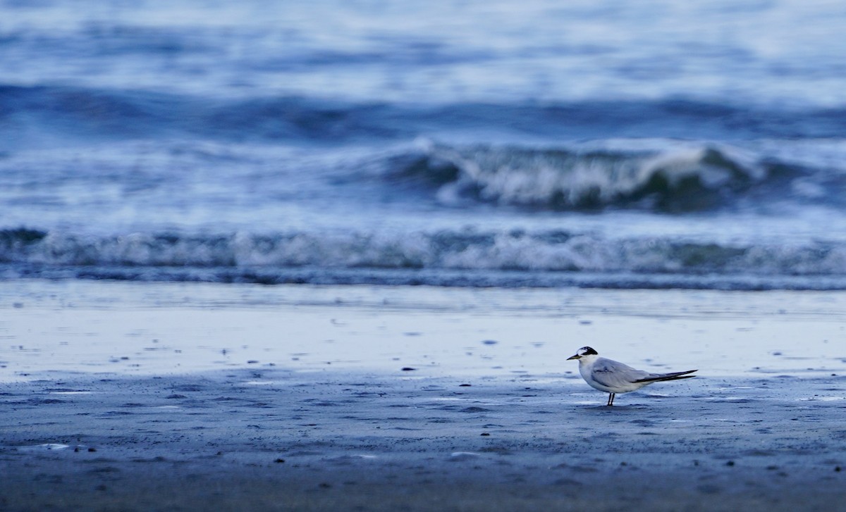 美洲小燕鷗 - ML641736893