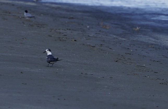 黑浮鷗 - ML641736901