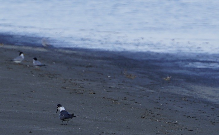 黑浮鷗 - ML641736902