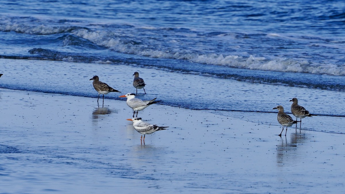 Royal Tern - ML641736905