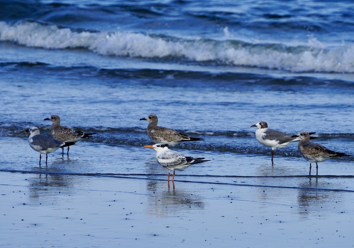 Royal Tern - ML641736906