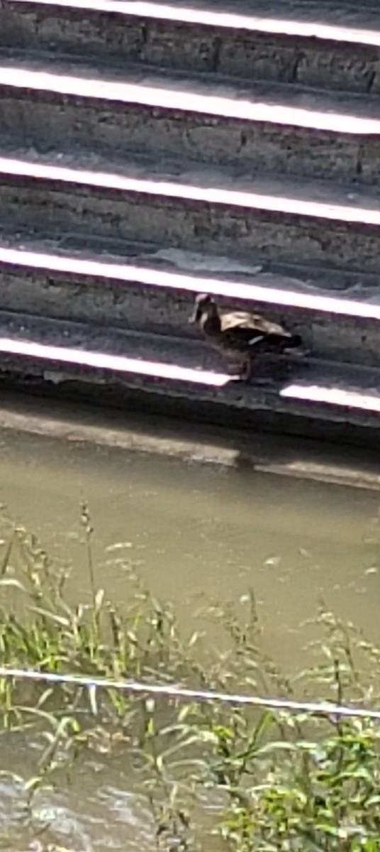 Mallard - ML641736907