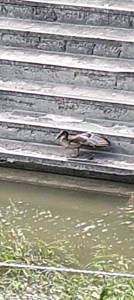 Mallard - ML641736908