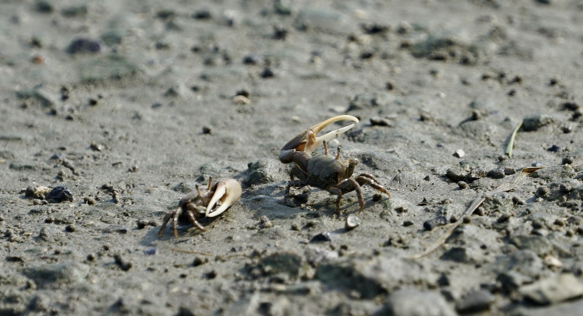 Gulf Marsh Fiddler Crab - ML641736927