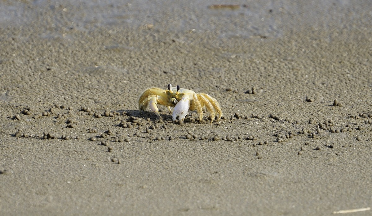 Atlantic Ghost Crab - ML641736928