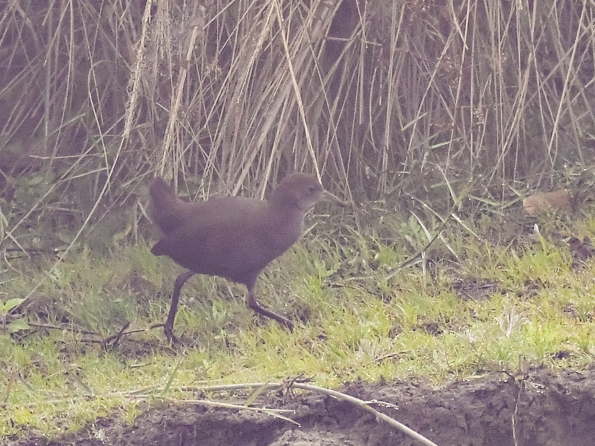 Brown Crake - ML641736955