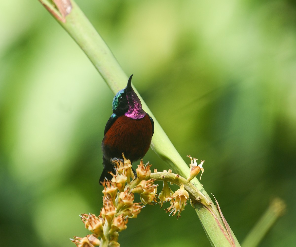Van Hasselt's Sunbird - ML641736959