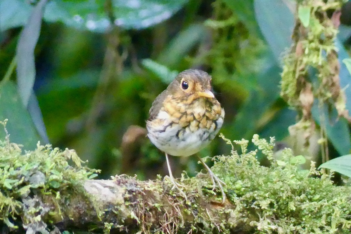 Ochre-breasted Antpitta - ML641736968