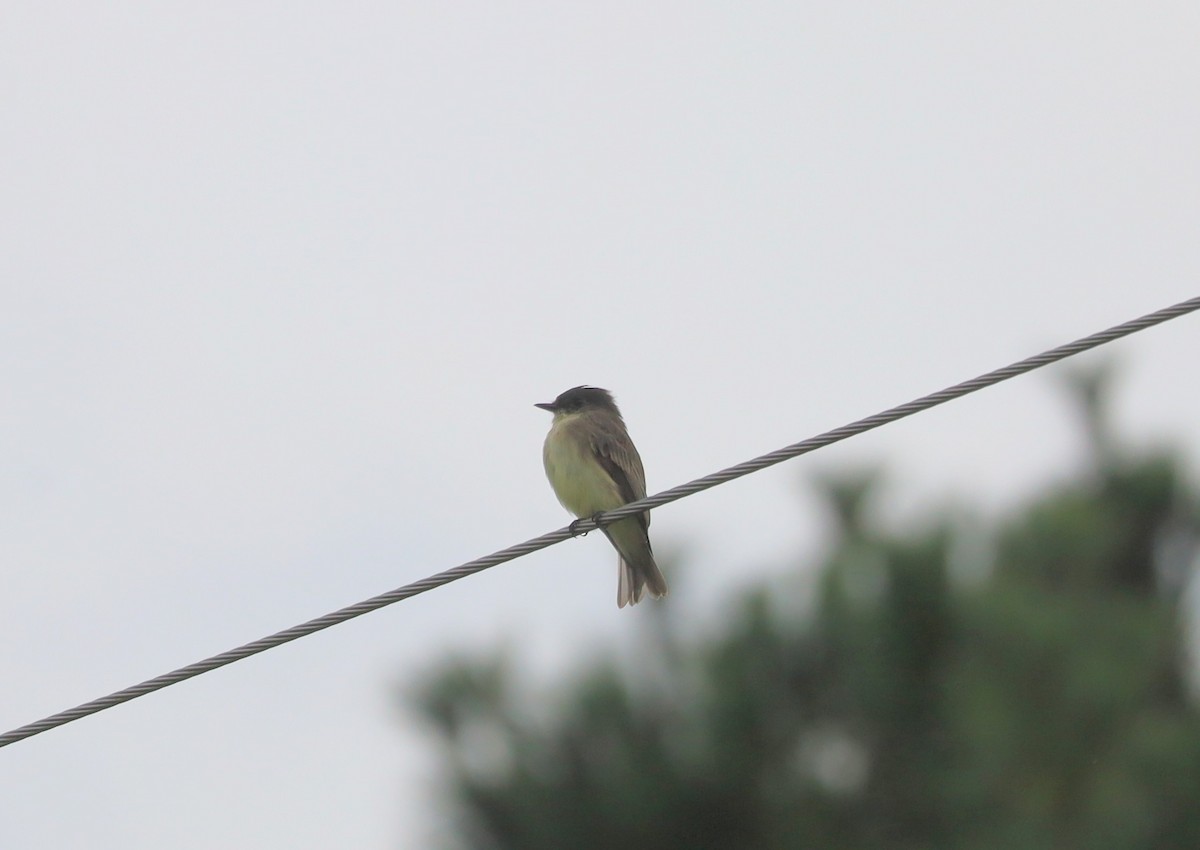 Eastern Phoebe - ML641736970