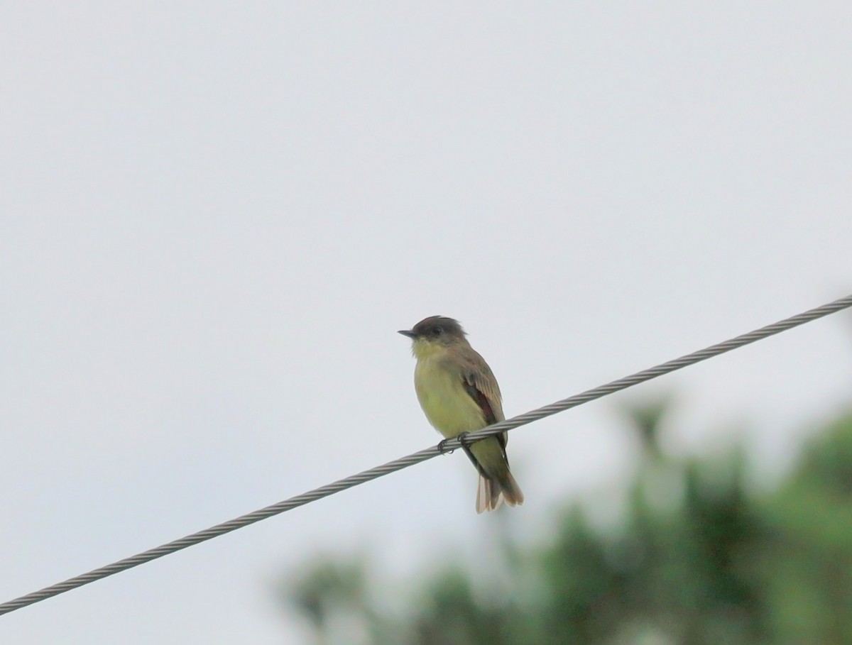 Eastern Phoebe - ML641736971