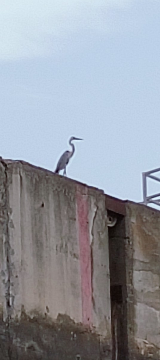 Gray Heron - ML641736974